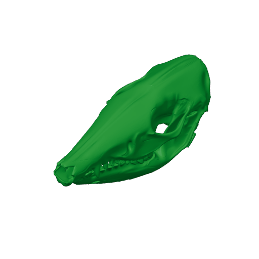 Rabbit-eared Bandicoot Skull.3mf