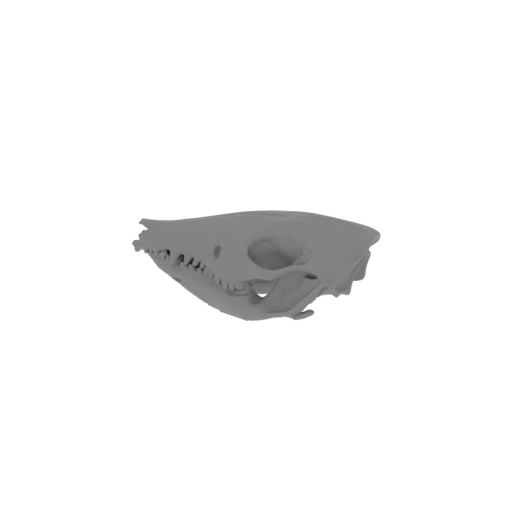 Rabbit-eared Bandicoot Skull.stl