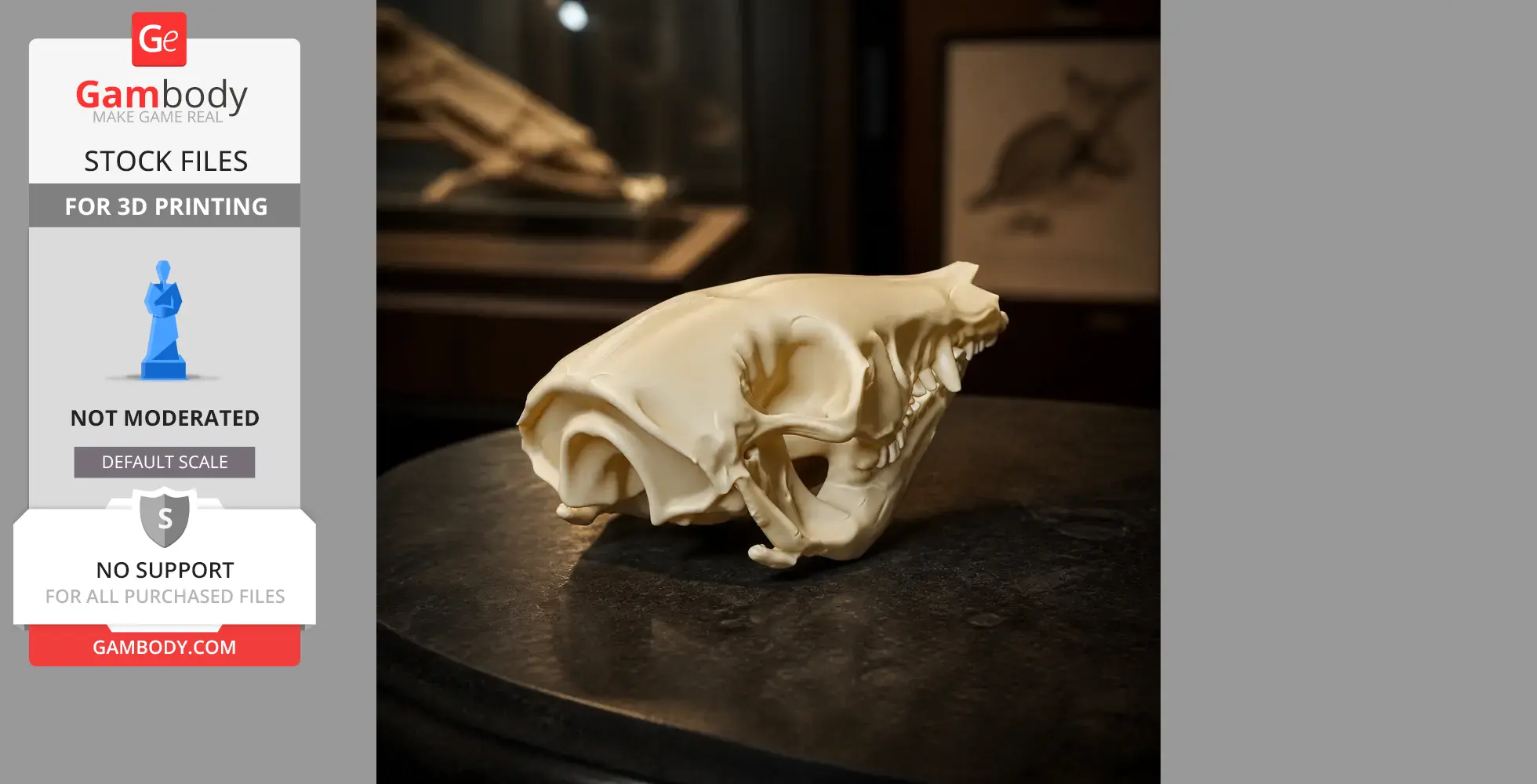 3D printed rabbit-eared bandicoot skull replica displayed on a dark surface.