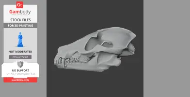 3D model of a raccoon dog skull replica, side view, for 3D printing.