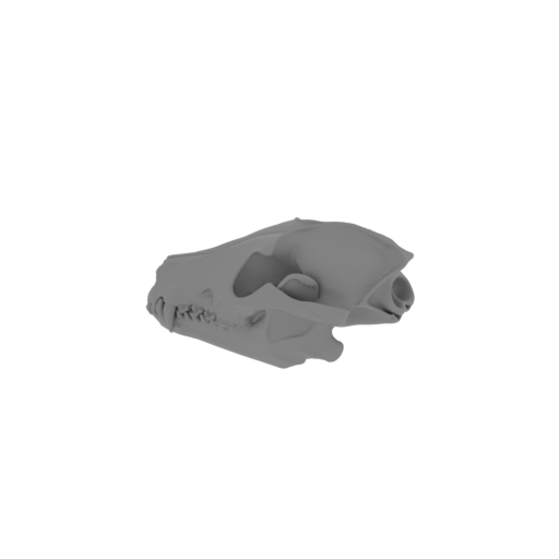 Raccoon Dog Skull.stl