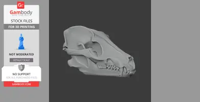 3D model of a raccoon dog skull, side view, suitable for 3D printing.