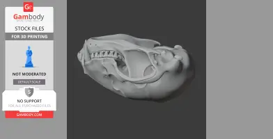 3D model of a raccoon skull with detailed teeth and cranial features. Suitable for 3D printing.