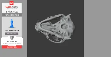 A detailed 3D model of a raccoon skull shown from a side view.