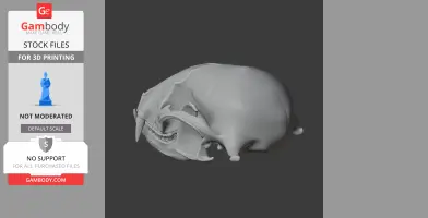 3D model of a detailed raccoon skull on a dark background, suitable for 3D printing.