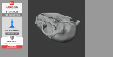 A detailed 3D raccoon skull model for 3D printing, showing intricate bone structure and teeth.