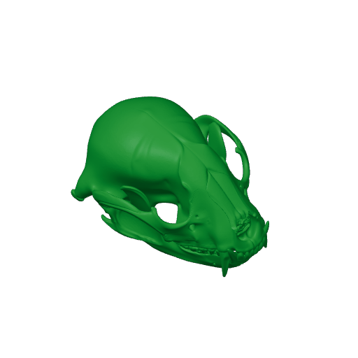 Raccoon Skull.3mf