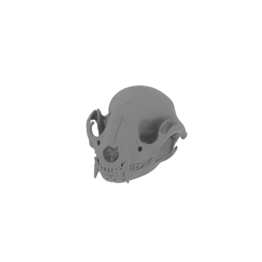 Raccoon Skull.stl