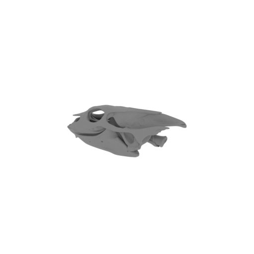 Radiated Tortoise Skull.stl