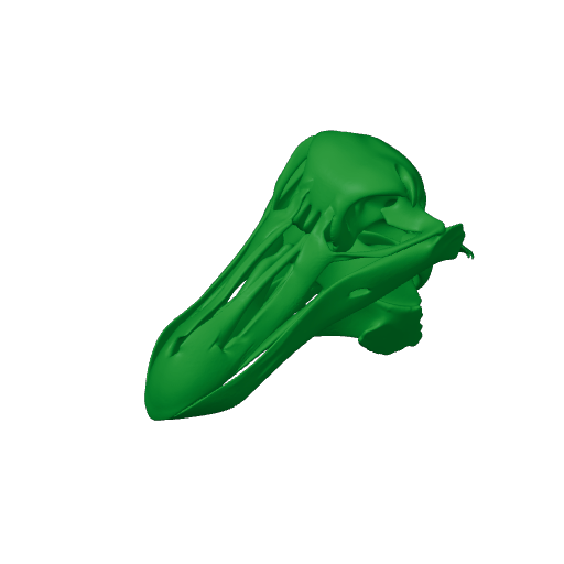 Raphus cucullatus (Dodo) Skull.3mf