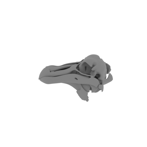 Raphus cucullatus (Dodo) Skull.stl