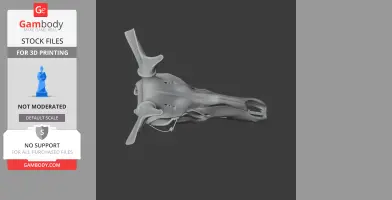 3D model of a red deer's skull viewed from above, showcasing antler bases and detailed features.