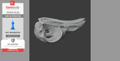 Resplendent Quetzal Skull - Skull Replica STL