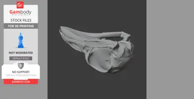Resplendent Quetzal Skull - Skull Replica STL