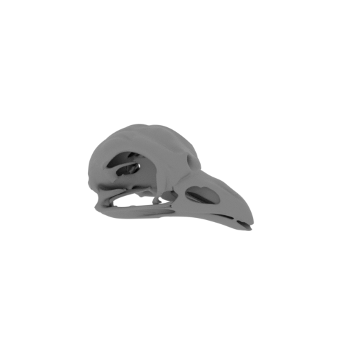 Resplendent Quetzal Skull.stl