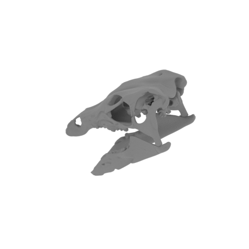 Rhabdodon Skull.stl