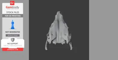 3D model of a Rhabdodon skull, viewed from above, showcasing detailed bone structure.