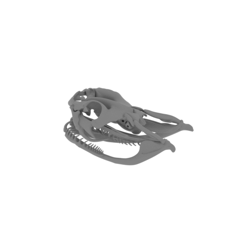 Rhinoceros Viper Skull.stl