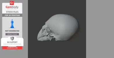 3D model of a riflebird skull, side view, for 3D printing.