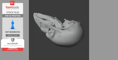 3D model of a riflebird skull, detailed and ready for 3D printing.