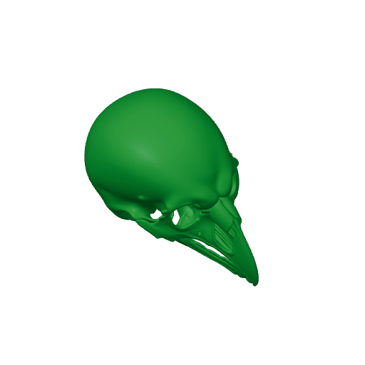 Riflebird Skull.3mf