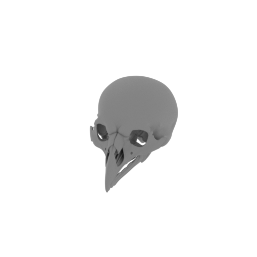 Riflebird Skull.stl