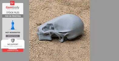 Gray 3D-printed Rinchenia skull replica resting on a sandy surface.