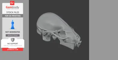 3D model of a detailed Rinchenia dinosaur skull, suitable for 3D printing.