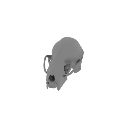Rinchenia Skull.stl
