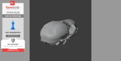 3D model of a ringed seal skull, suitable for 3D printing, shown on a dark background.