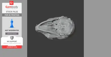 3D model of a ringed seal skull, showcasing detailed bone structure for 3D printing.