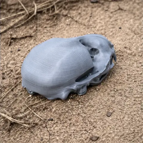 A gray 3D-printed ringed seal skull replica is placed on sandy ground.
