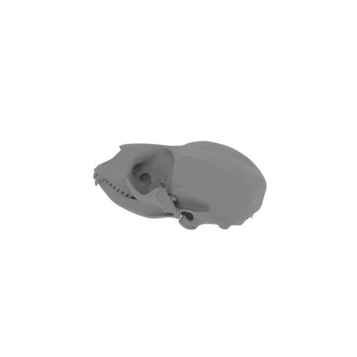 Ringed Seal Skull.stl