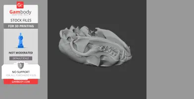 3D model of a ringtail skull with detailed bone structure, intended for 3D printing.