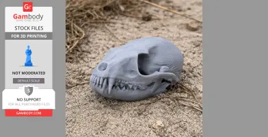 A 3D-printed gray ringtail skull replica resting on sandy ground.