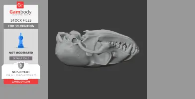 A 3D model of a ringtail skull, side view, detailed for 3D printing.
