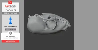 3D model of a ringtail skull, showing detailed bone structure, designed for 3D printing.