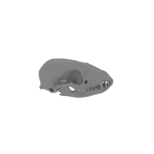 Ringtail Skull.stl
