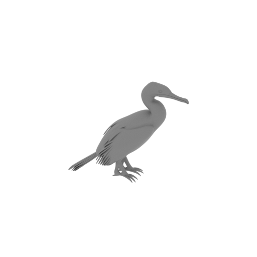 Australian pied cormorant.stl