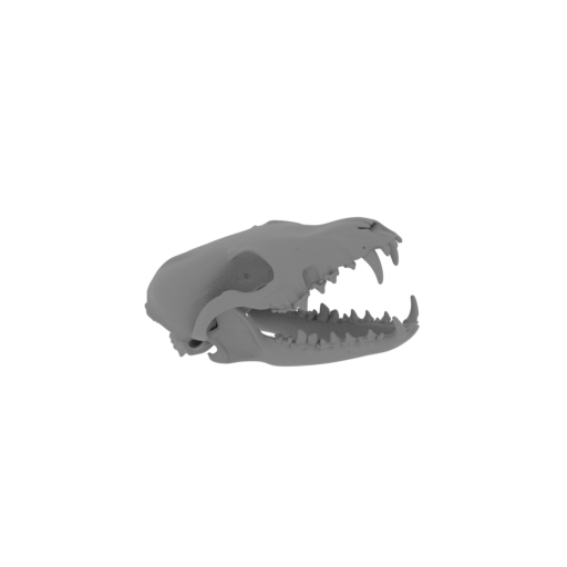 Red Fox Skull.stl