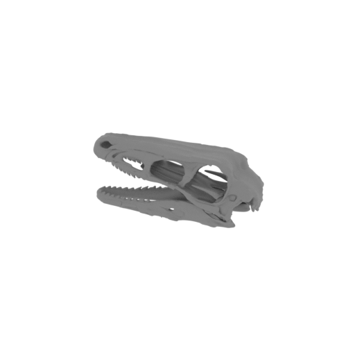 Riparovenator Skull.stl
