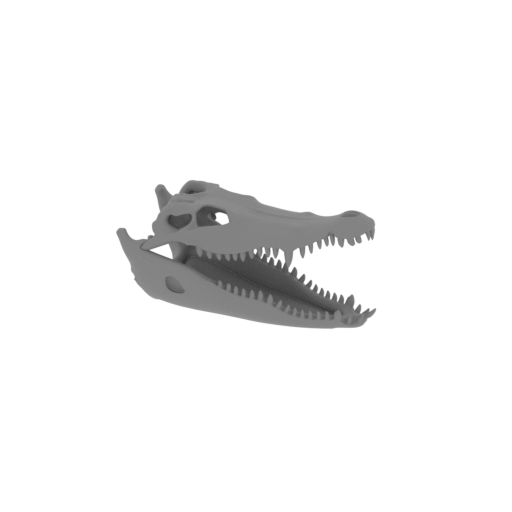 Roccosaurus Skull.stl