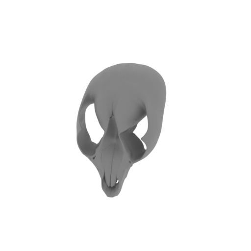 Rock Ringtail Possum Skull.stl