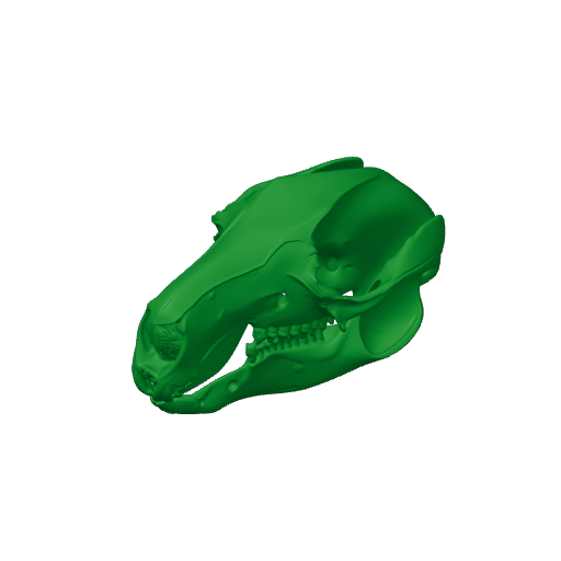 Rock Wallaby Skull.3mf