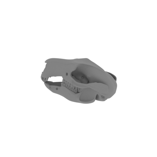 Rock Wallaby Skull.stl