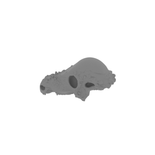 Sanpasaurus Skull.stl