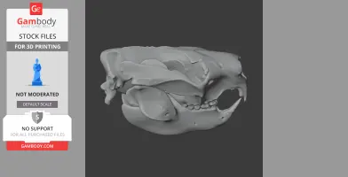 Saola Skull - Skull Replica STL