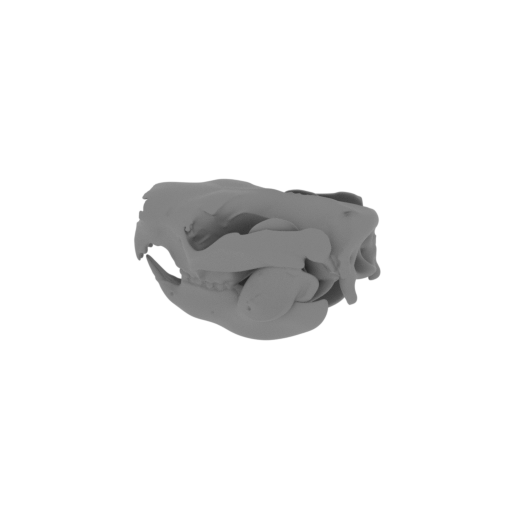 Saola Skull.stl