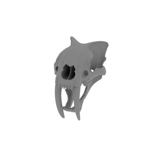 Sauraechinodon Skull.stl