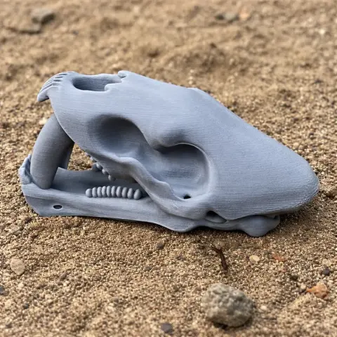 A detailed 3D-printed Saurechinodon skull replica resting on sandy ground.